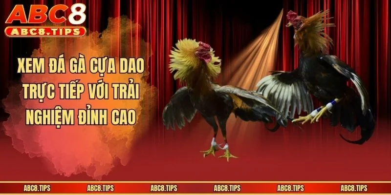 Xem đá gà cựa dao trực tiếp với trải nghiệm đỉnh cao